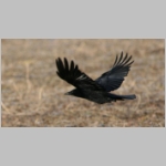 Corvus corone corone - Rabenkraehe 08.jpg